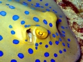 Blue-spotted Stingray