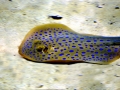 Blue-spotted Stingray