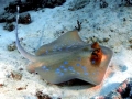 Blue-spotted Stingray