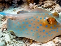 Blue-spotted Stingray