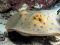 Blue-spotted Stingray