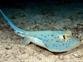 Blue-spotted Stingray
