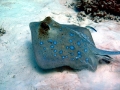 Blue-spotted Stingray