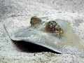 Blue-spotted Stingray