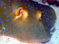 Blue-spotted Stingray