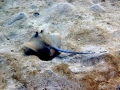 Blue-spotted Stingray