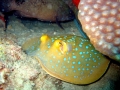 Blue-spotted Stingray