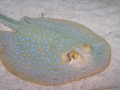 Blue-spotted Stingray