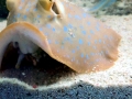 Blue-spotted Stingray