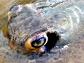 Blue-spotted Stingray