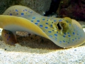 Blue-spotted Stingray