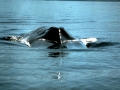 Blue Whale