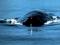 Blue Whale