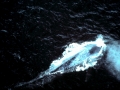 Blue Whale