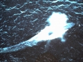 Blue Whale