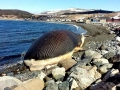 Blue Whale