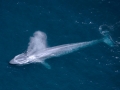 Blue Whale
