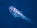 Blue Whale