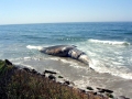 Blue Whale