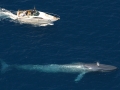 Blue Whale