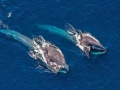 Blue Whale