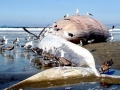 Blue Whale