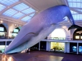 Blue Whale