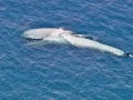 Blue Whale