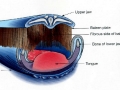 Blue Whale