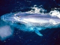 Blue Whale