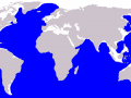 Blue Whale