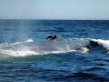 Blue Whale