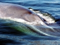 Blue Whale
