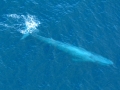 Blue Whale