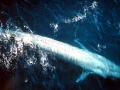 Blue Whale