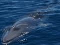 Blue Whale