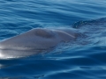 Blue Whale