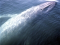 Blue Whale