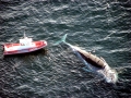 Blue Whale