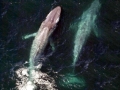 Blue Whale