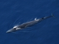 Blue Whale