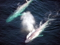 Blue Whale