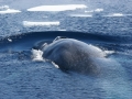 Blue Whale