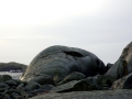 Blue Whale