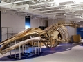 Blue Whale