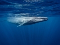 Blue Whale