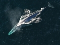Blue Whale
