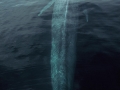 Blue Whale