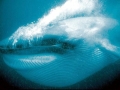 Blue Whale