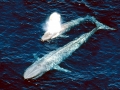 Blue Whale